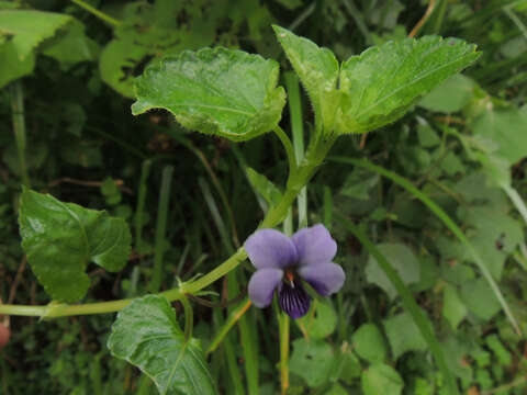 Image of Viola eminii (Engl.) Fries