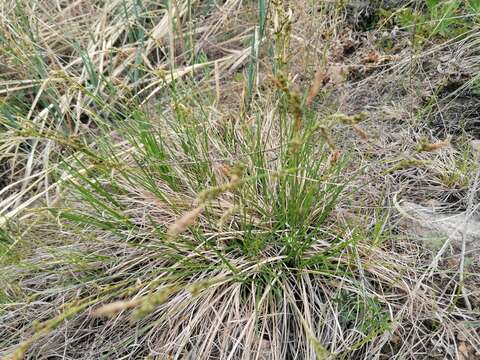 Image of Carex pediformis C. A. Mey.