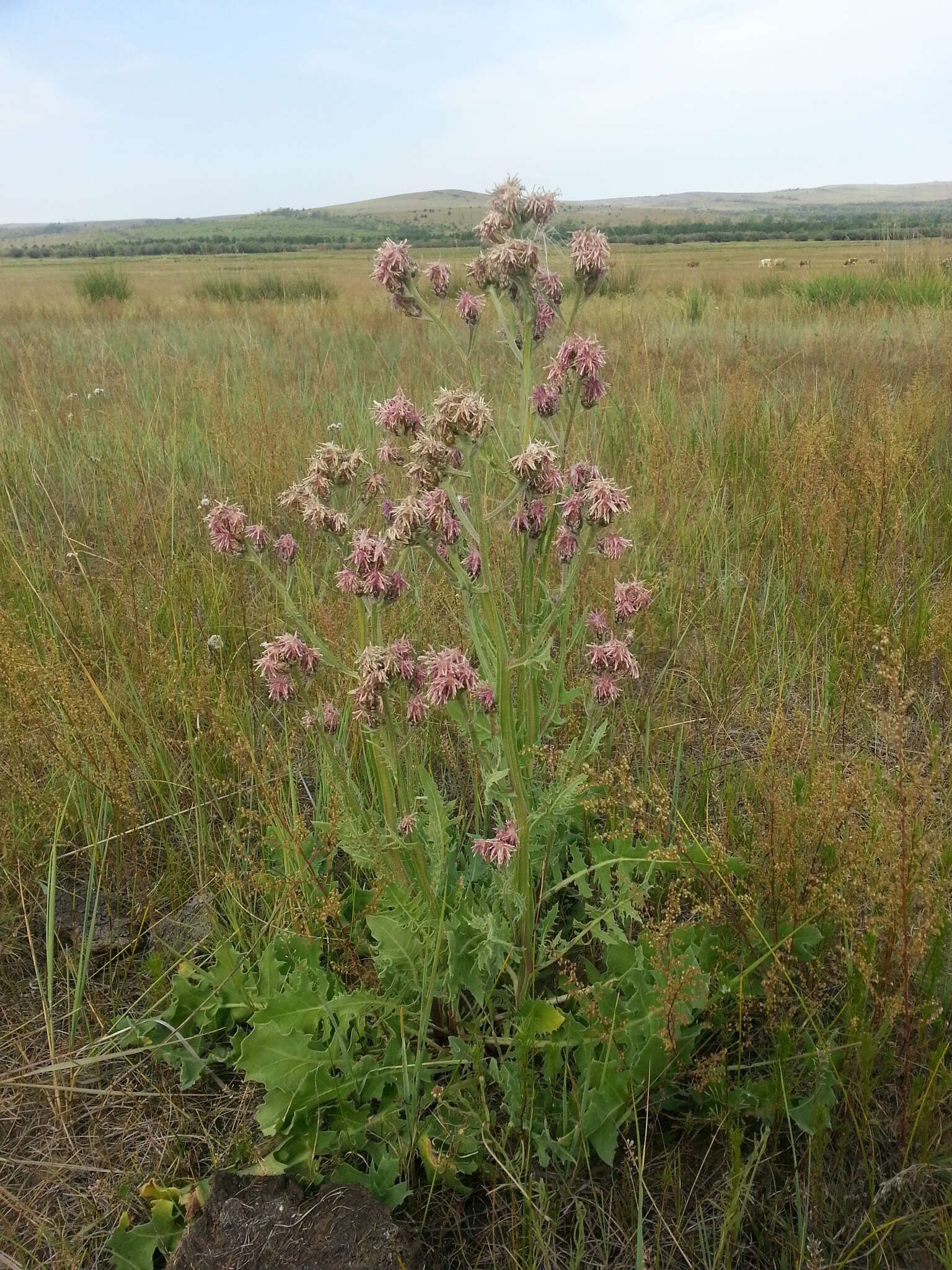 Image of Saussurea alata DC.