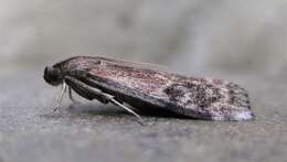 Image of American Plum Borer