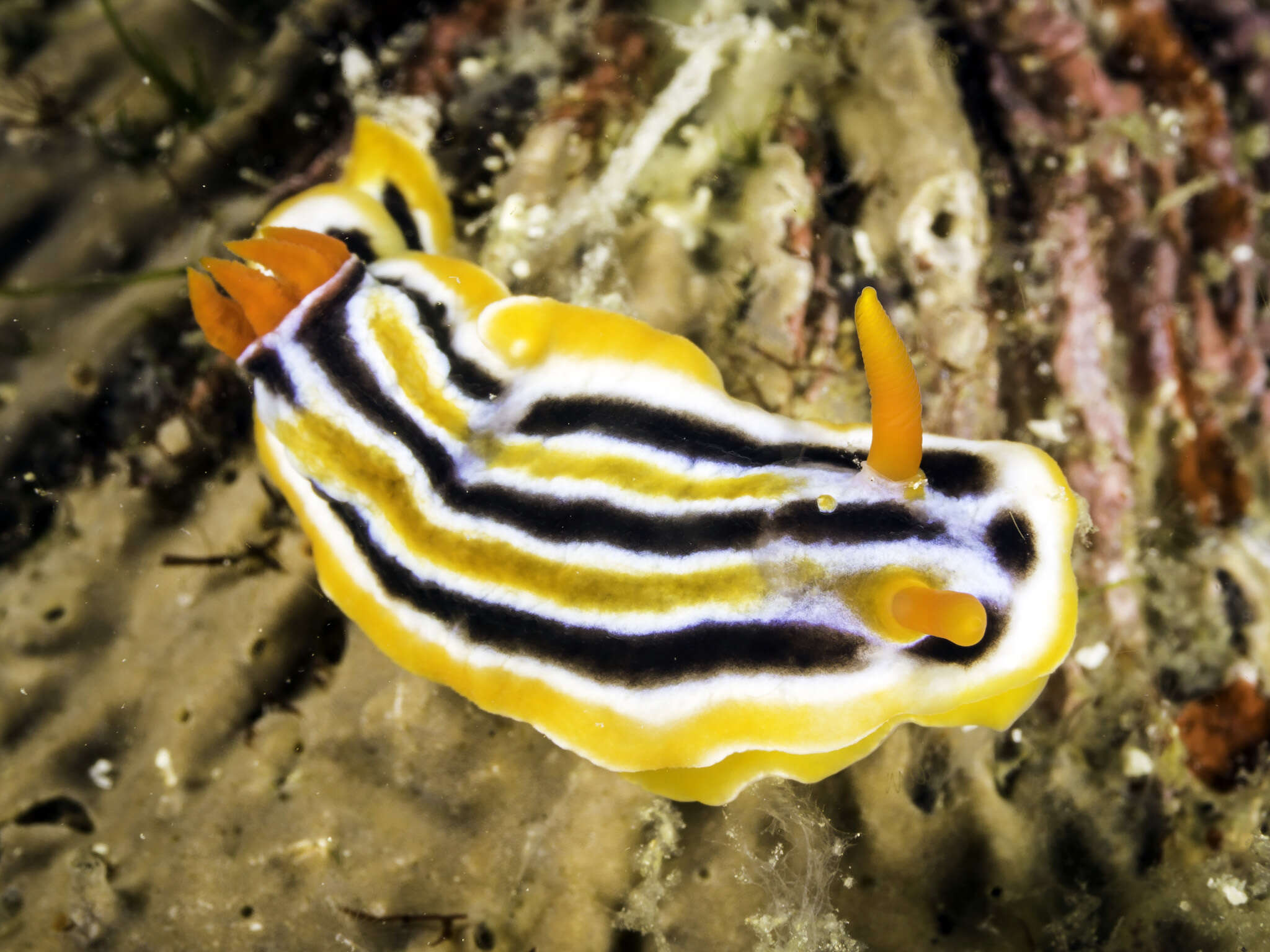 Image of Chromodoris colemani Rudman 1982