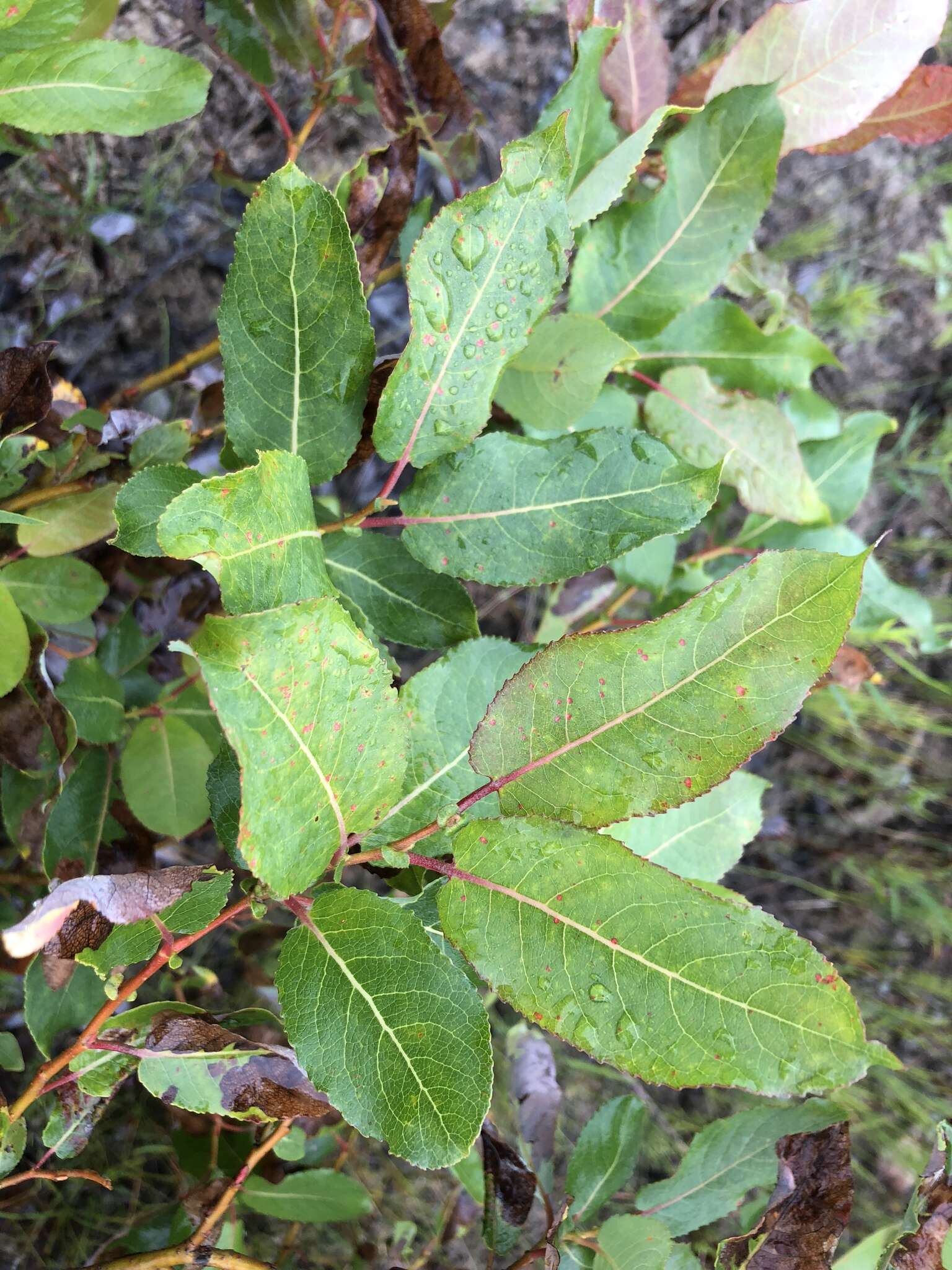 Image de Salix pseudomonticola Ball