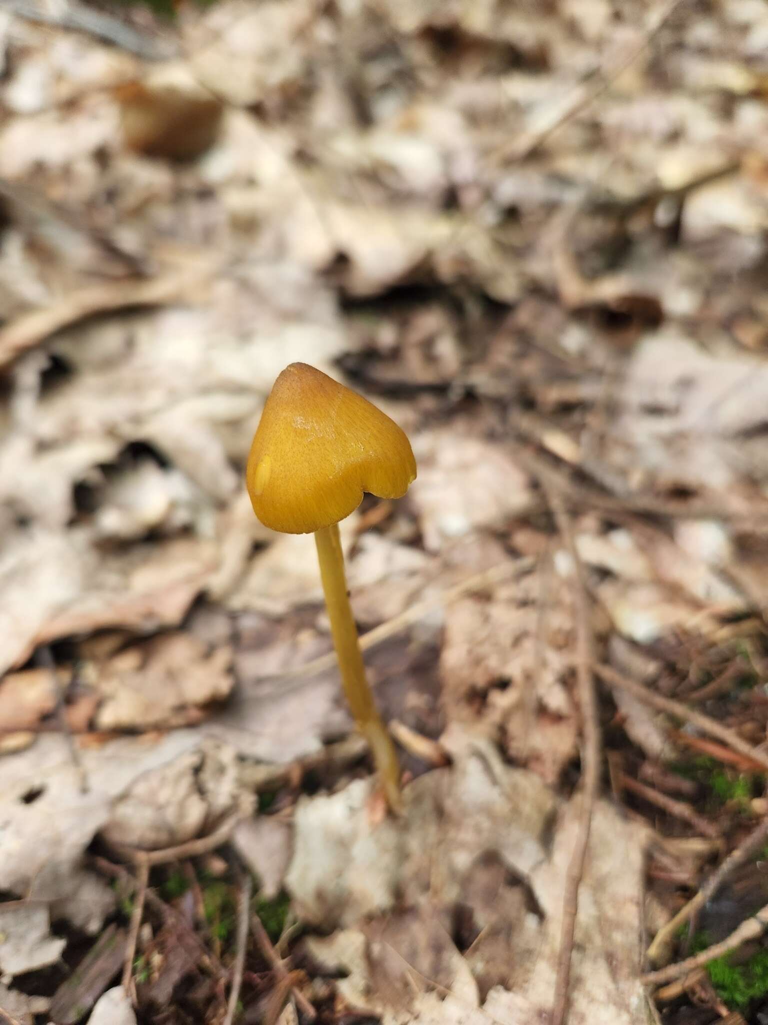 Image of Entoloma luteum Peck 1902