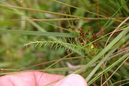 Image de Carum verticillatum (L.) W. D. J. Koch