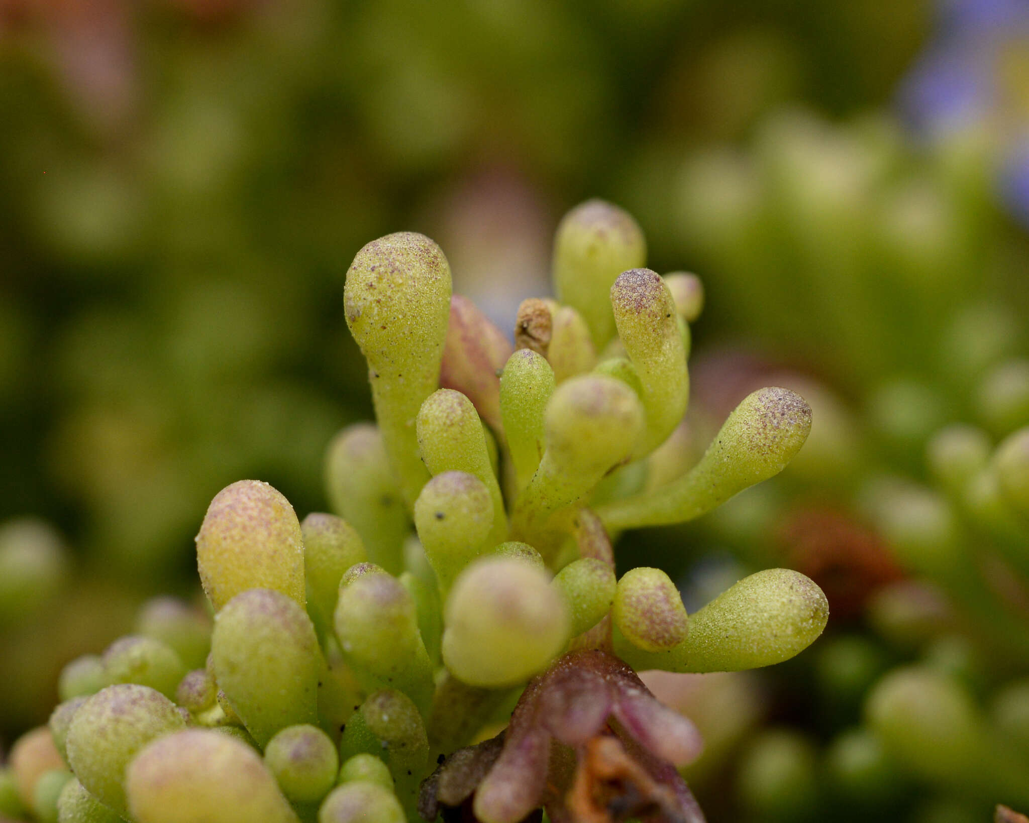 Nolana divaricata (Lindl.) I. M. Johnston resmi