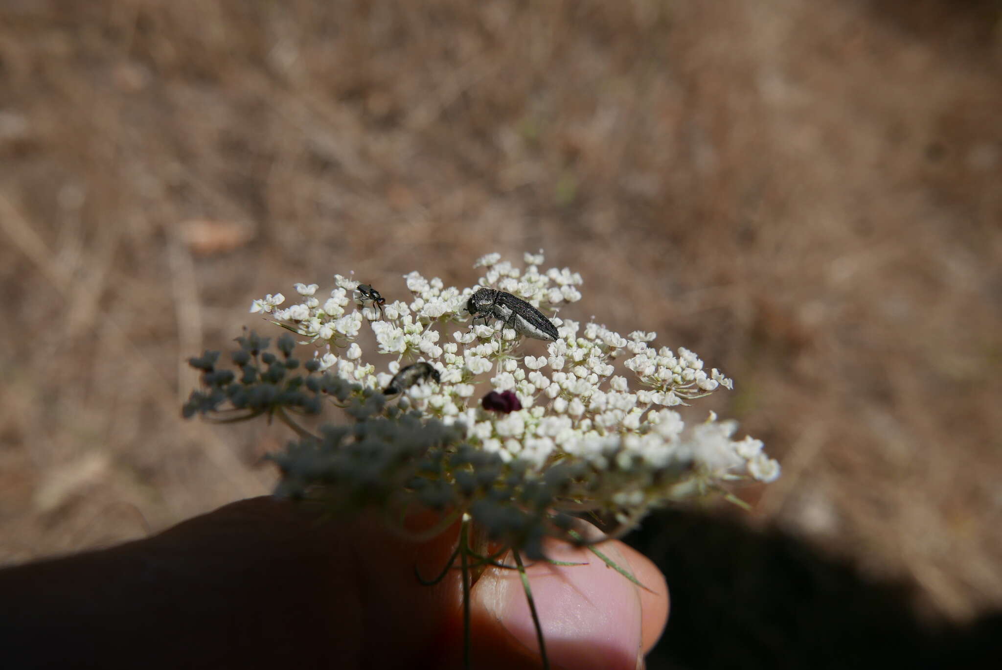 Image of Acmaeoderella flavofasciata pilivestis (Abeille de Perrin 1904)