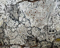 Image of rim lichen