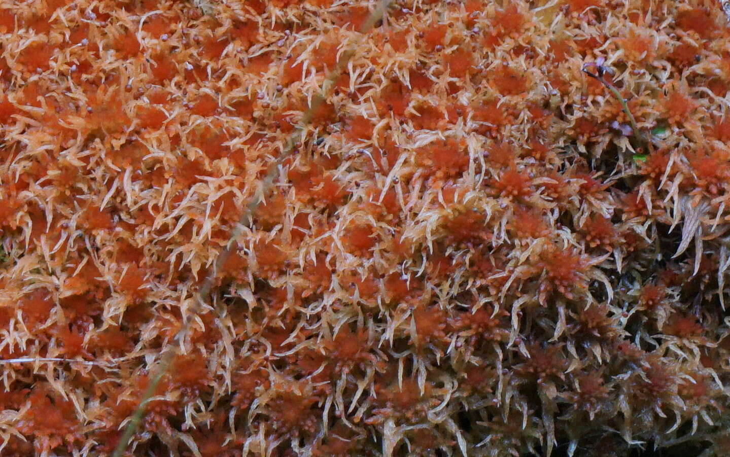 Sphagnum junghuhnianum Dozy & Molkenboer 1854的圖片