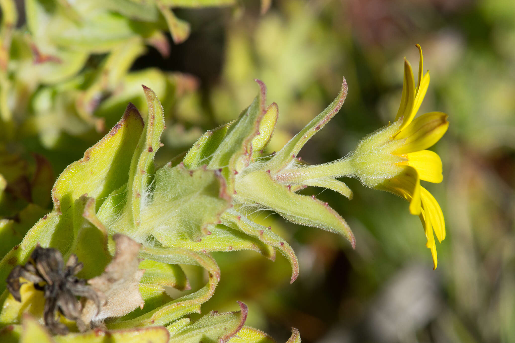 Image of Osteospermum ilicifolium L.