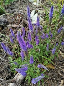 Image of Veronica spicata subsp. bashkiriensis Klok. ex N. N. Tzvel.