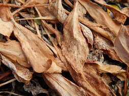 Image of Mt. Albert goldenrod