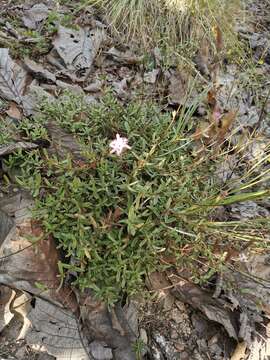 Image of Carphochaete grahamii A. Gray