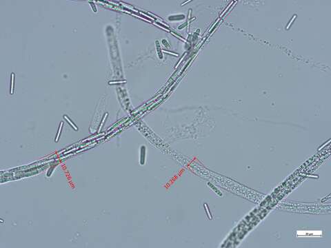 Image of Tolypocladium capitatum (Holmsk.) Quandt, Kepler & Spatafora 2014