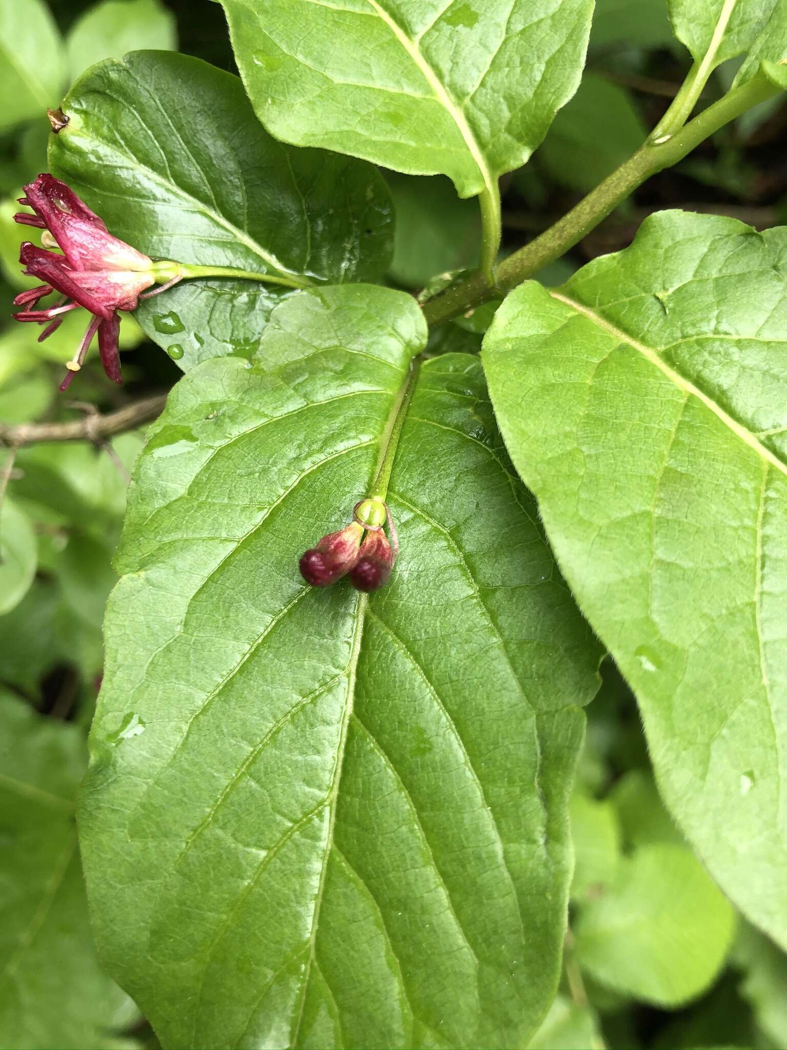 Image of alpine honeysuckle