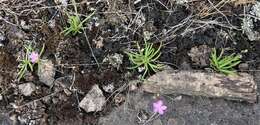 Image of prairie fameflower