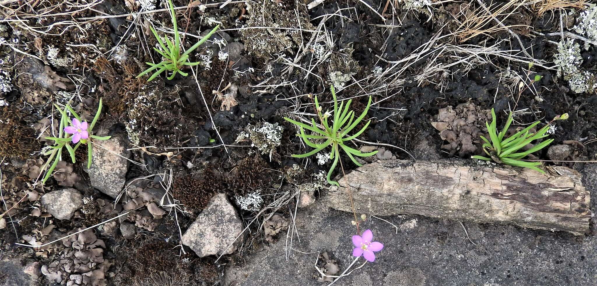 Image of prairie fameflower