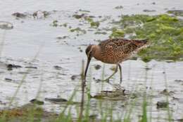 Image of Dowitcher