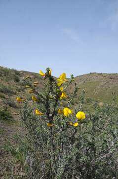 Image of Caragana balchaschensis (Kom.) Pojark.