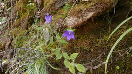 Imagem de Campanula pallida Wall.