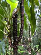 Image of Dracaena xiphophylla Baker