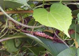 Image of Bolitoglossa flaviventris (Schmidt 1936)