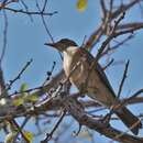 Imagem de Turdus rufopalliatus graysoni (Ridgway 1882)