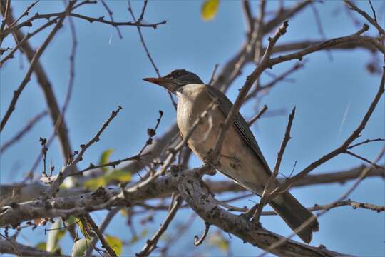 Image of Turdus rufopalliatus graysoni (Ridgway 1882)