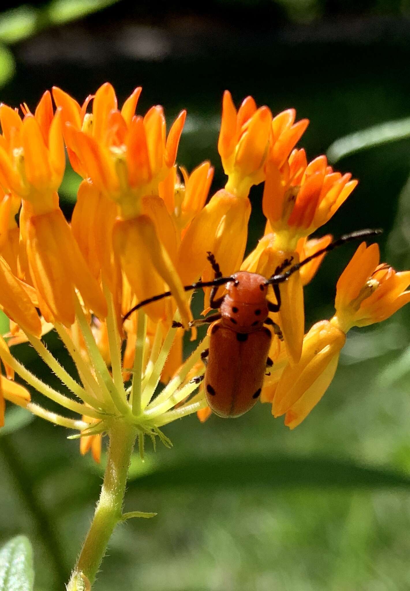 Sivun Tetraopes quinquemaculatus Haldeman 1847 kuva