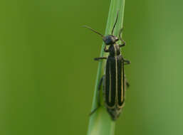 Image of <i>Epicauta megalocephala</i>