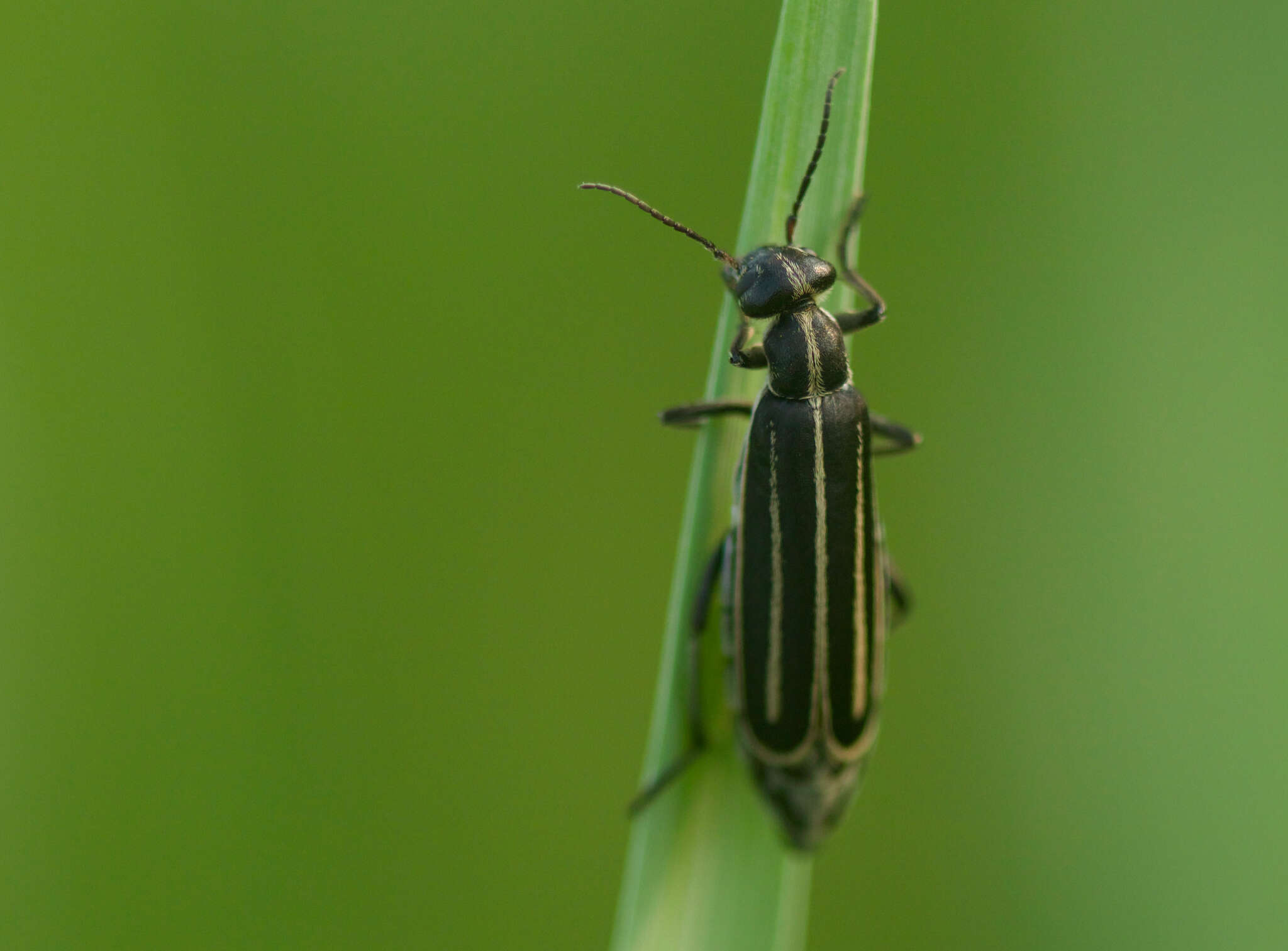 Image of <i>Epicauta megalocephala</i>