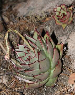 Image of Echeveria agavoides Lem.