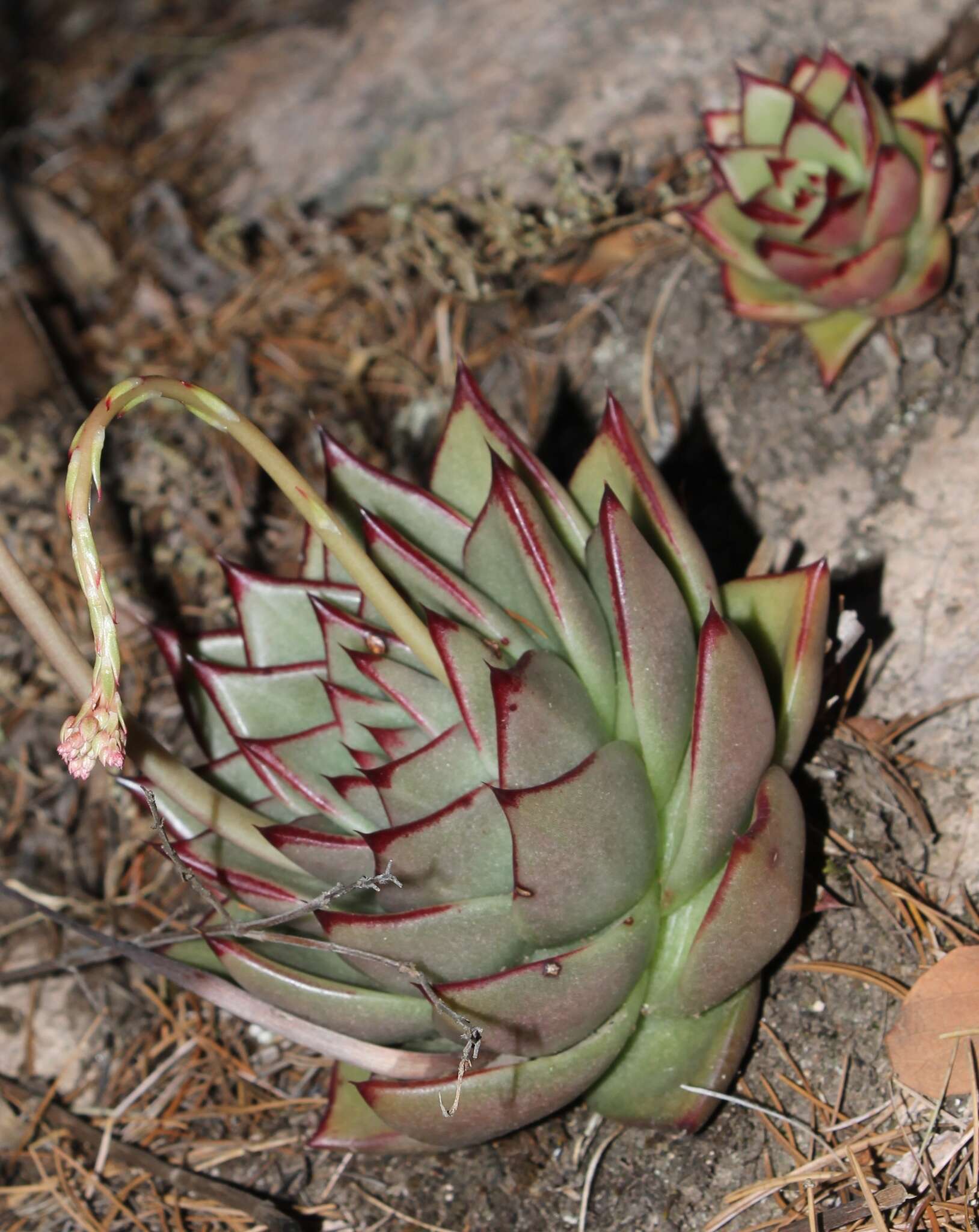 Image of Echeveria agavoides Lem.