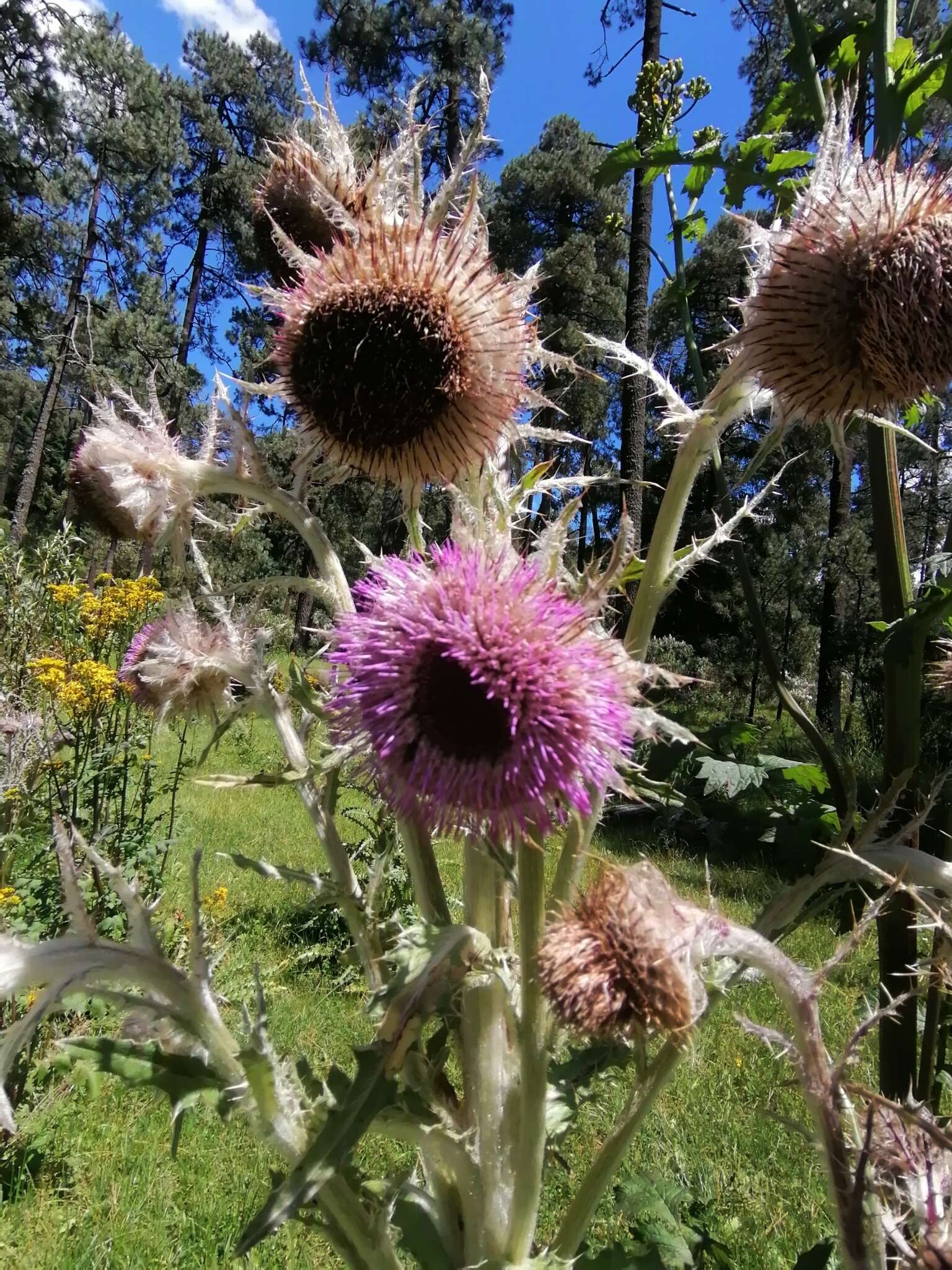 Image of Cirsium nivale (Kunth) Sch. Bip.