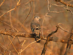 صورة Turtur chalcospilos (Wagler 1827)