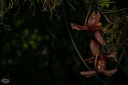 Image of Gongora galeata (Lindl. ex Bosse) Rchb. fil.