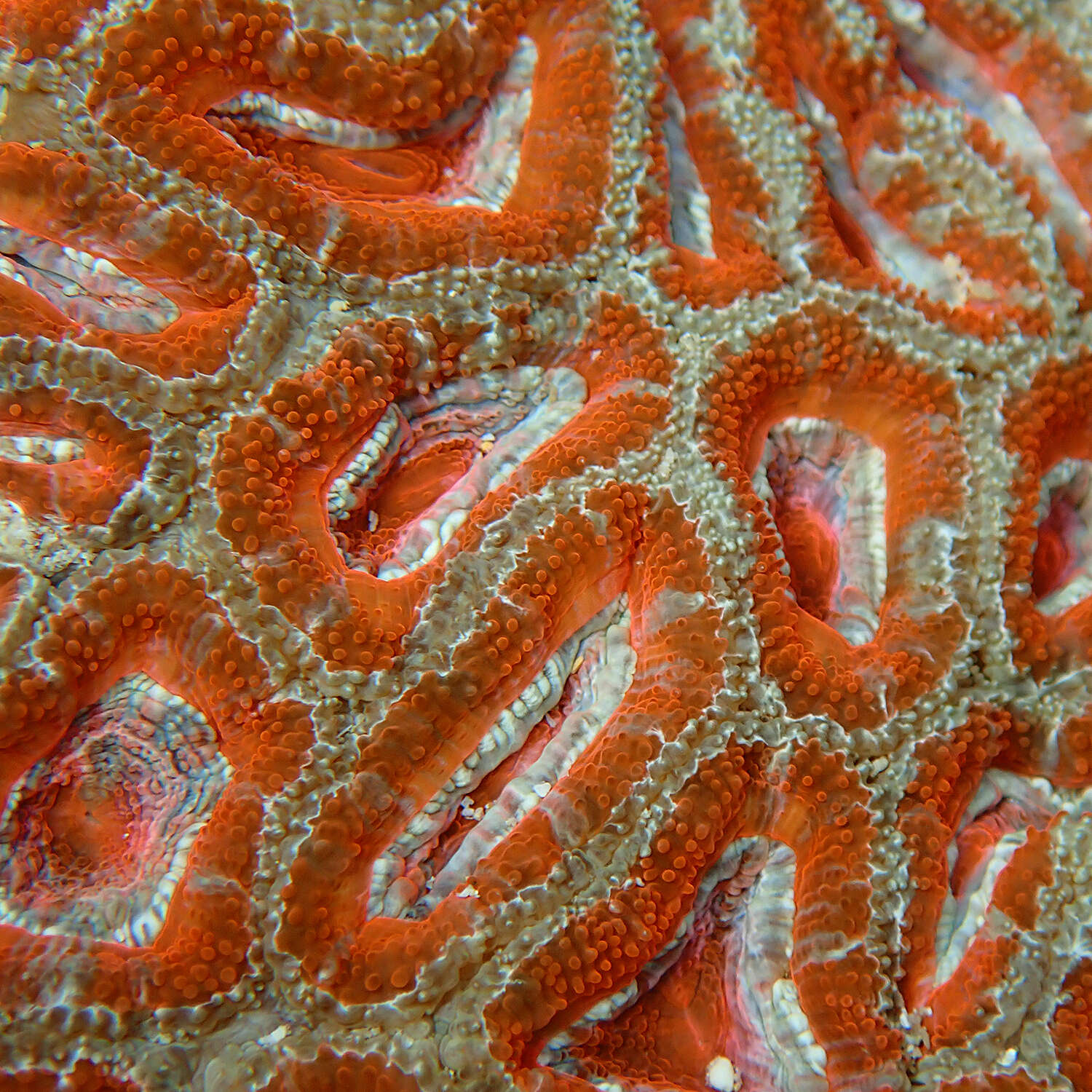 Image of Micromussa lordhowensis (Veron & Pichon 1982)
