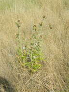 Imagem de Cirsium brevifolium Nutt.