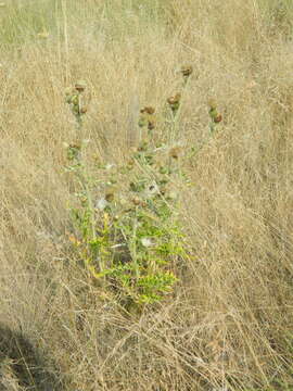 Imagem de Cirsium brevifolium Nutt.