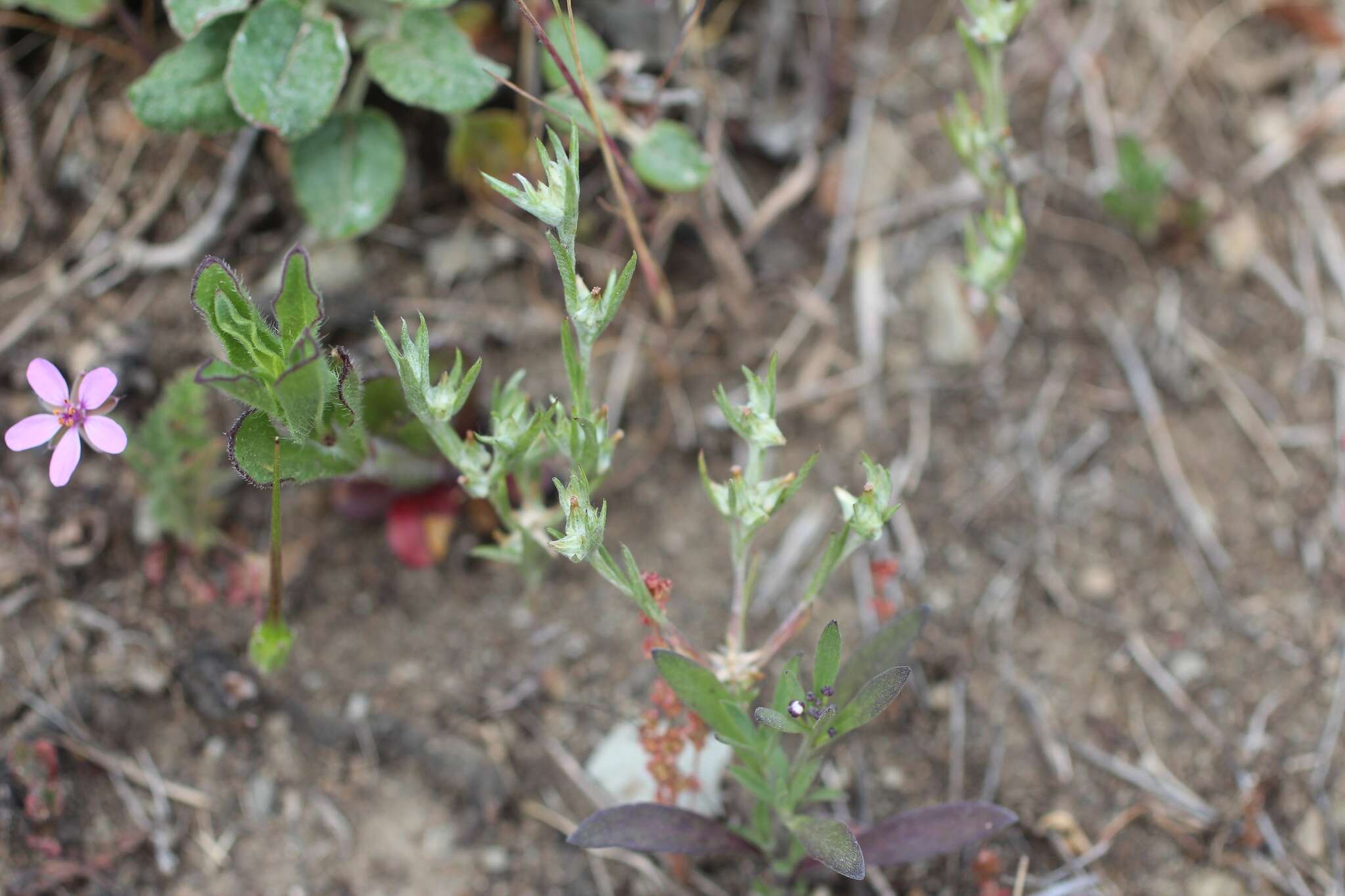 Image of Narrow-leaved cudweed