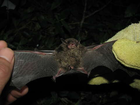 Imagem de Myotis nigricans (Schinz 1821)