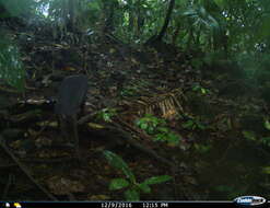 Image of Mexican Agouti