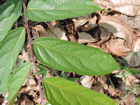 Слика од Glochidion philippicum (Cav.) C. B. Rob.