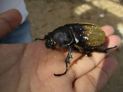 Megasoma occidentalis Bolivar, Pieltain, Jimenez-Asua & Martinez 1963 resmi