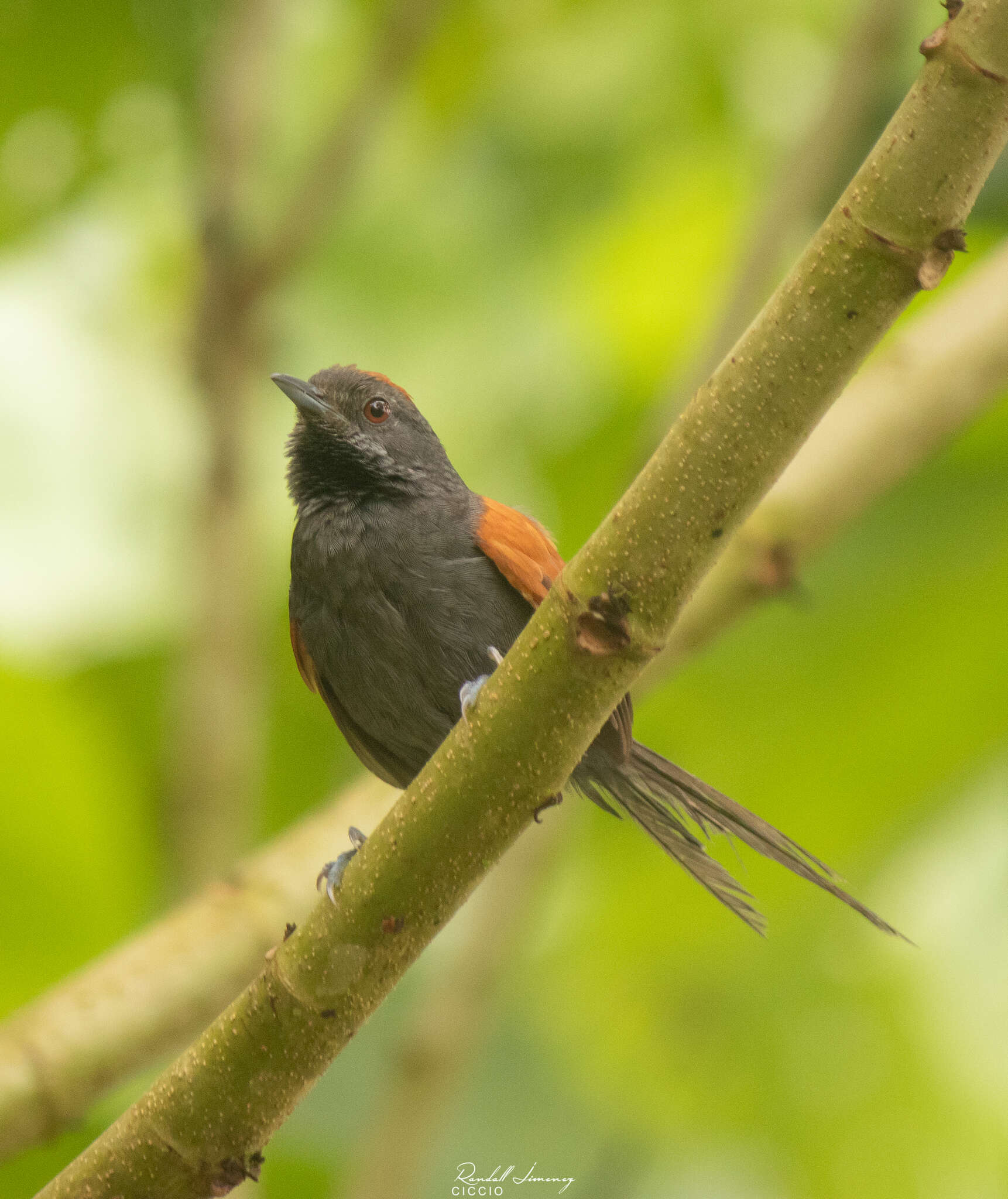 Image of Slaty Spinetail