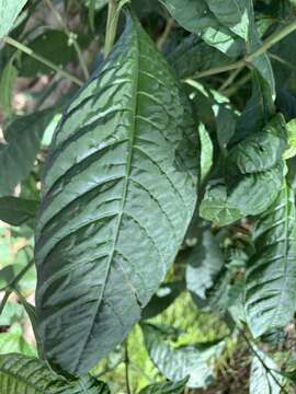 Image of shortleaf wild coffee