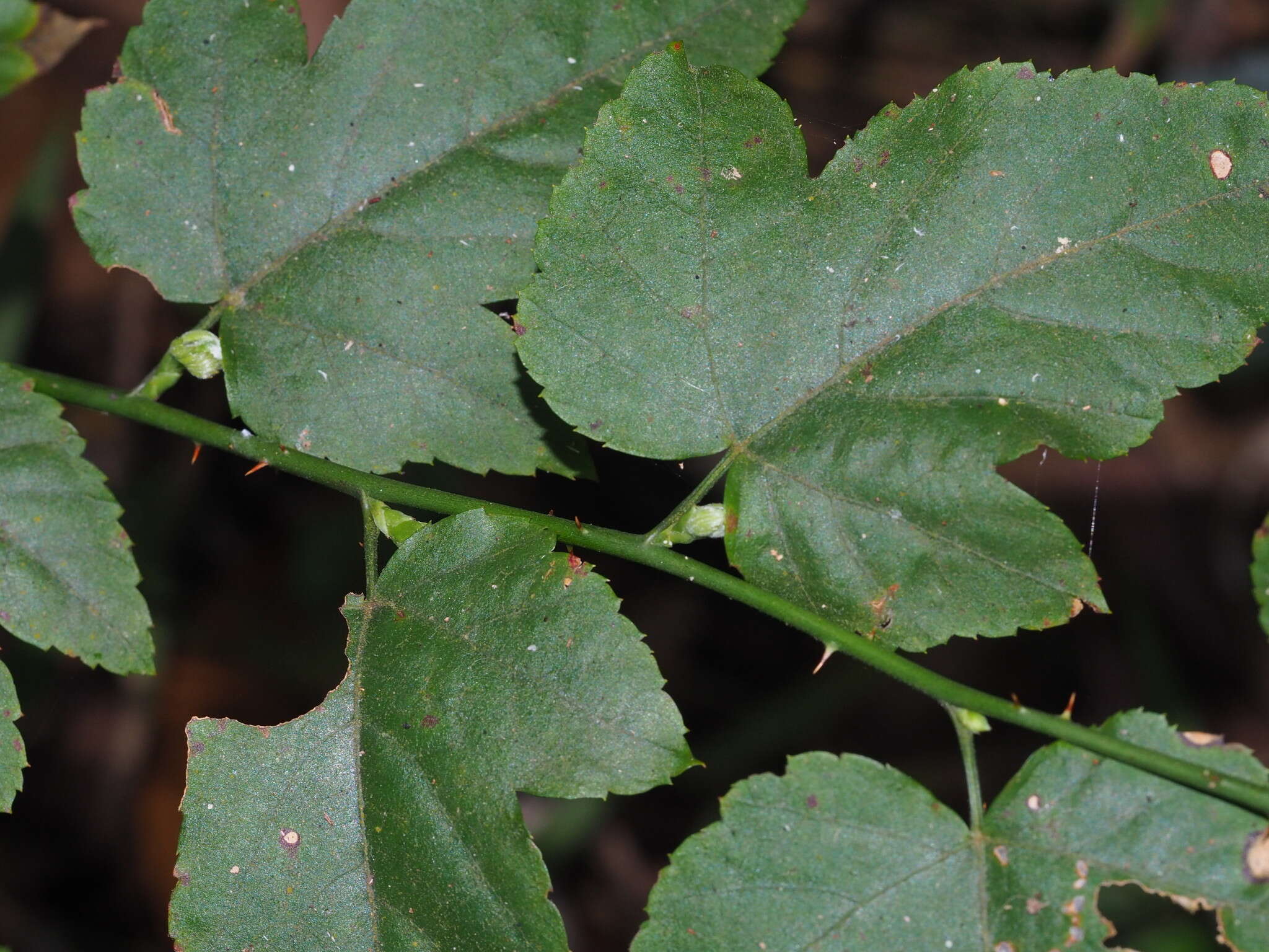 صورة Rubus corchorifolius L. fil.