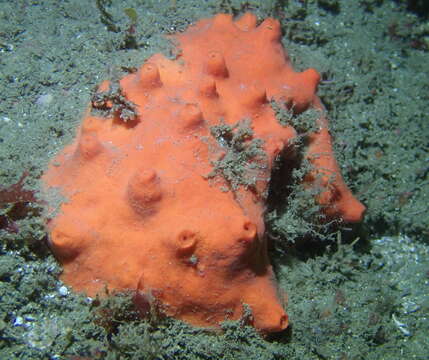 Image of red volcano horny sponge