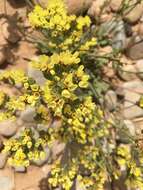 Imagem de Limonium sinuatum subsp. bonduellei (Lestib.) Sauvage & Vindt