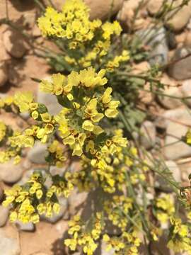 Image of Limonium sinuatum subsp. bonduellei (Lestib.) Sauvage & Vindt