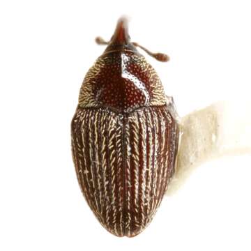 Image of Acentrinops